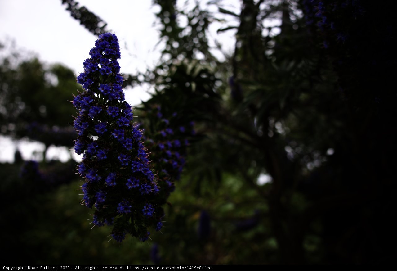 Purple Majesty in Bloom