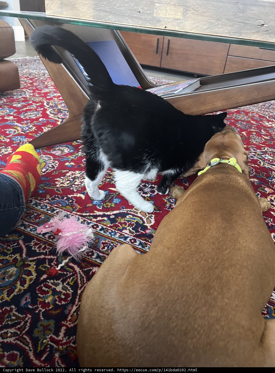 Furry friends playtime on the rug