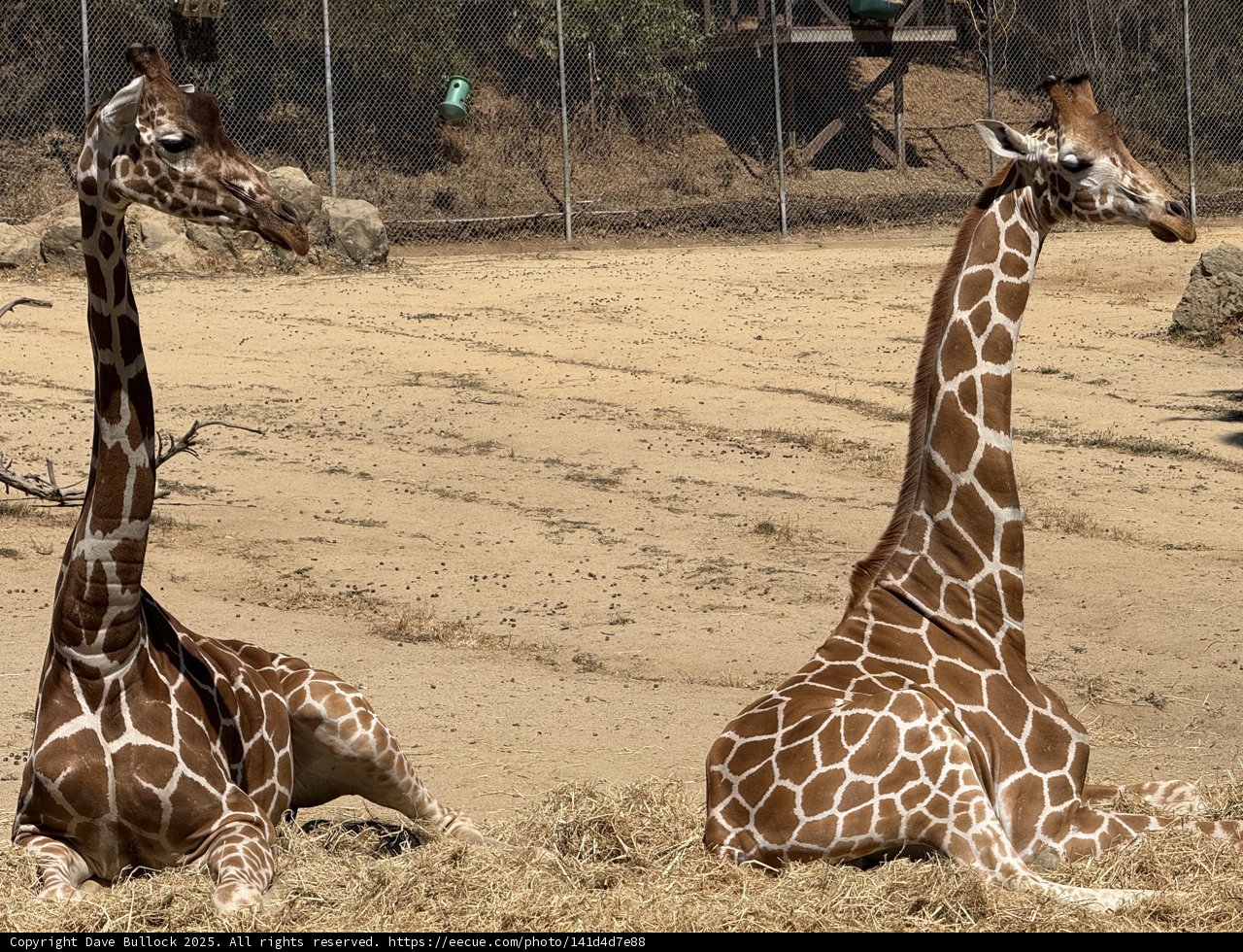 Gentle Giants of the Savanna
