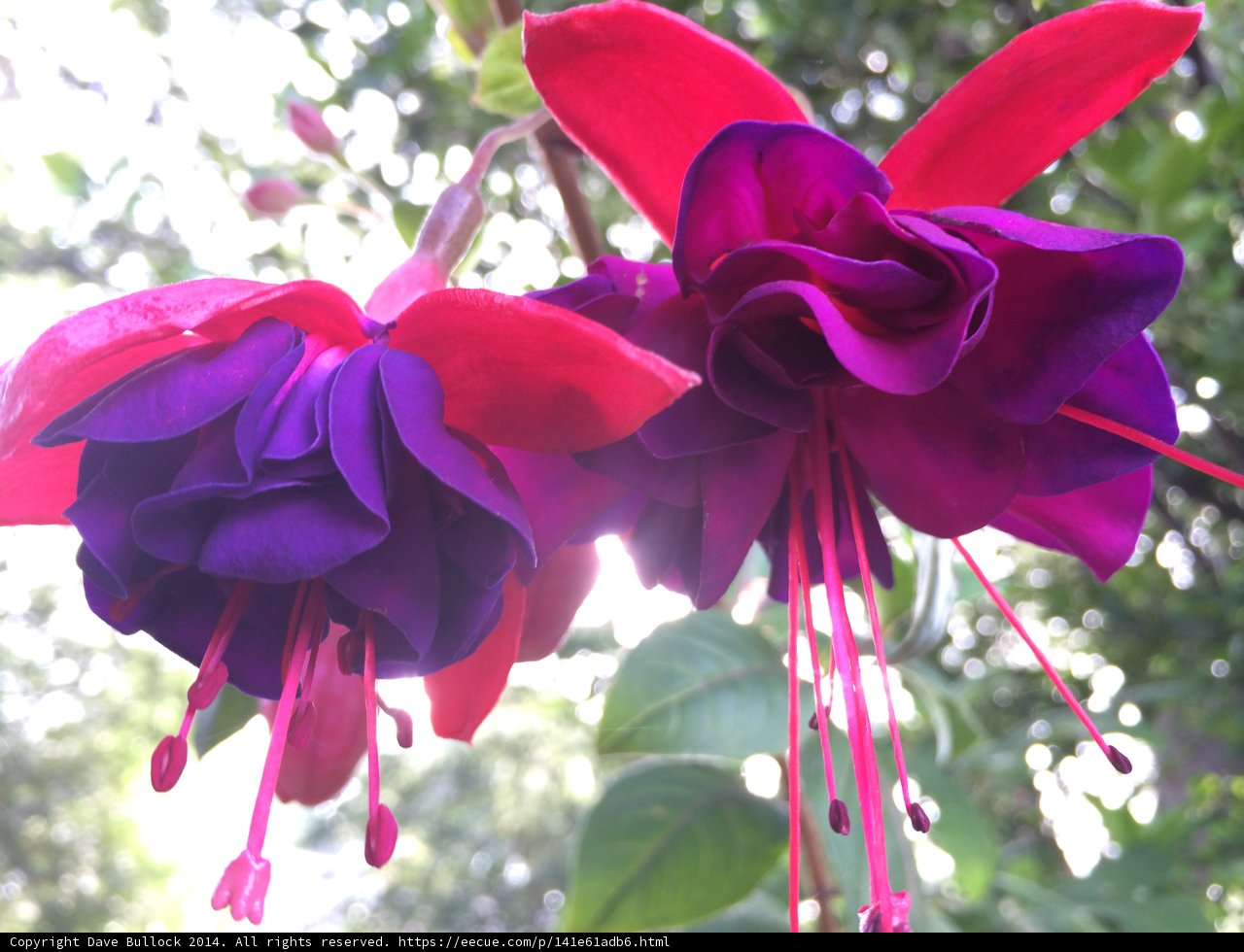 Radiant Fuchsia Flowers