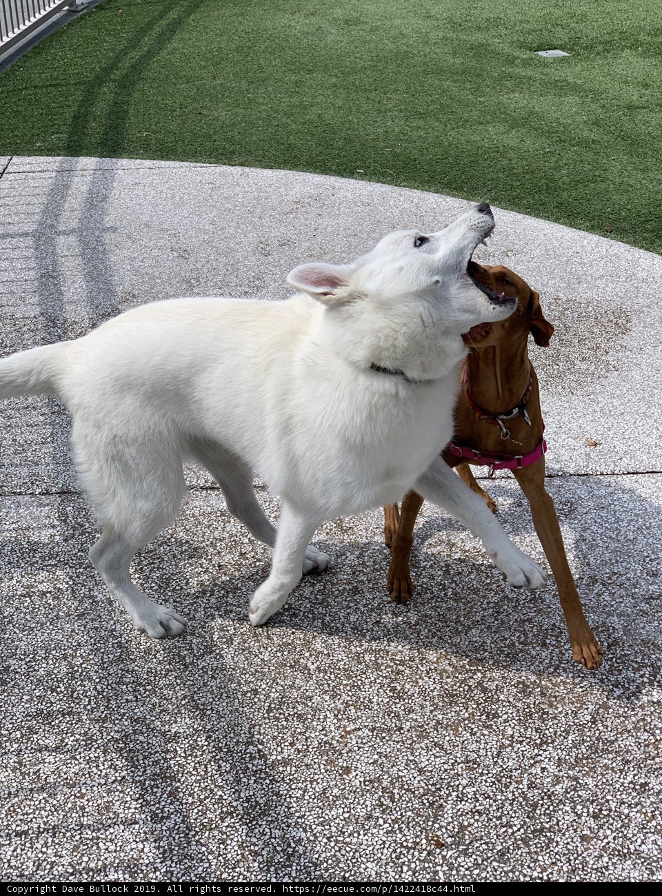 Roughhousing with the Huskies