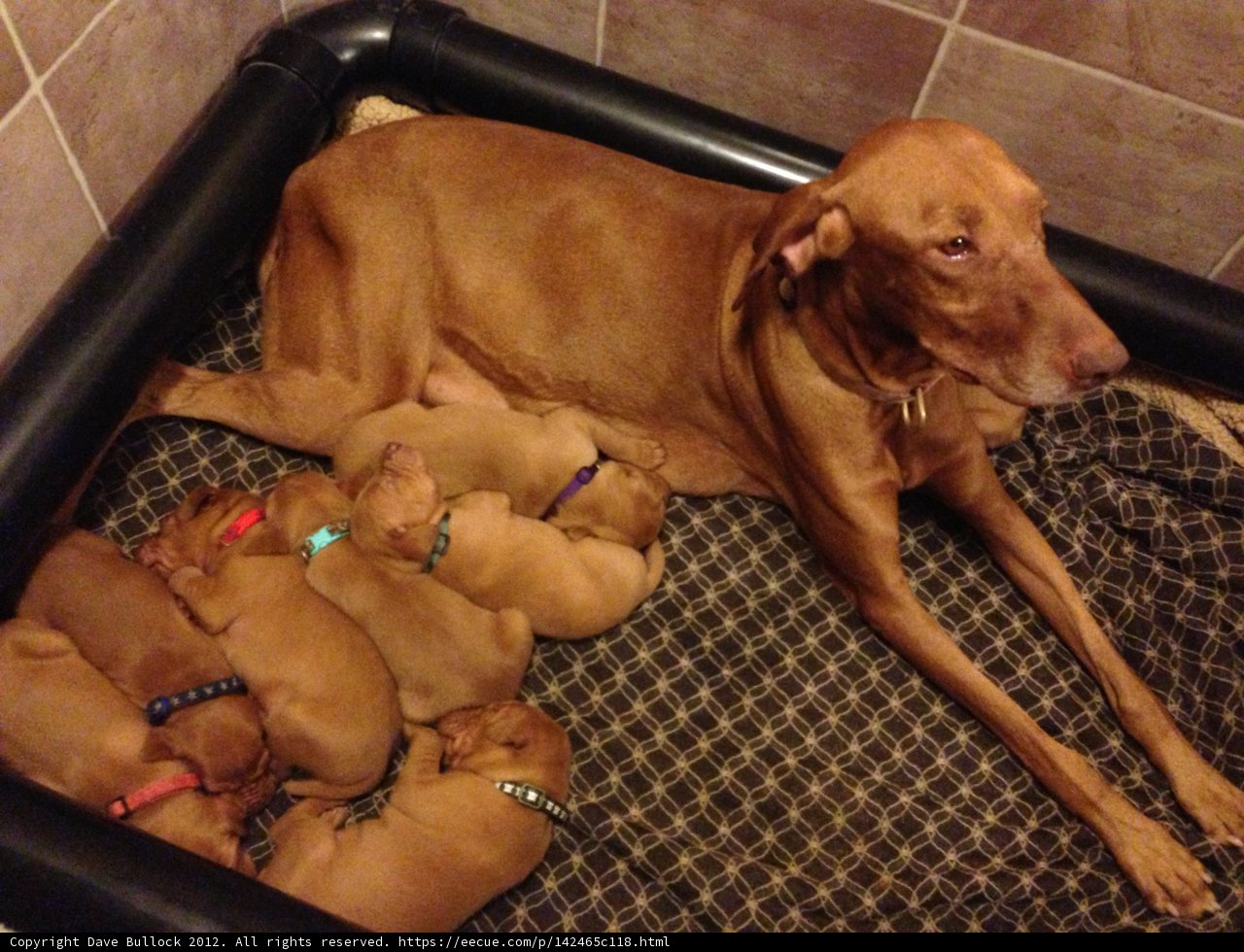 Cozy Canine Cuddle Puddle