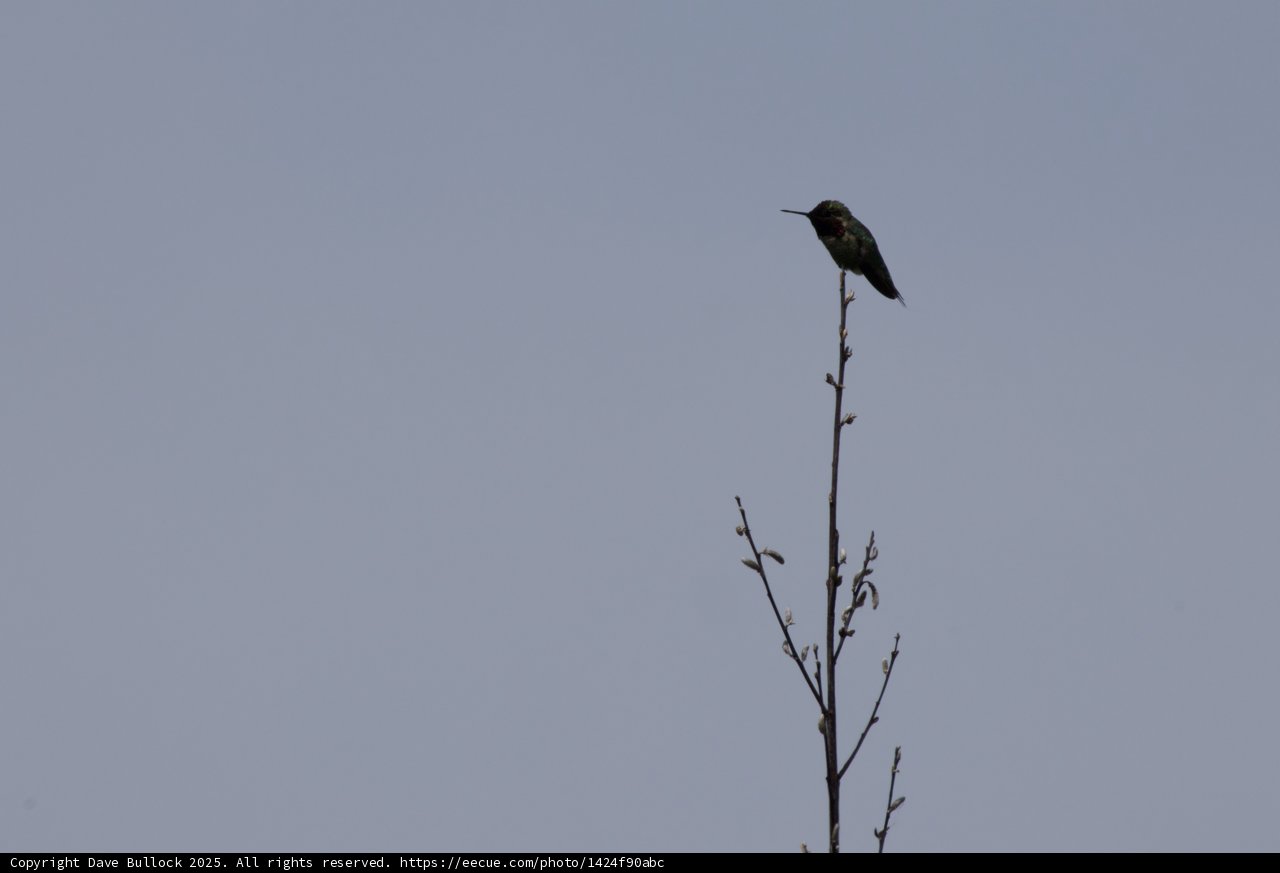Perched in Serenity