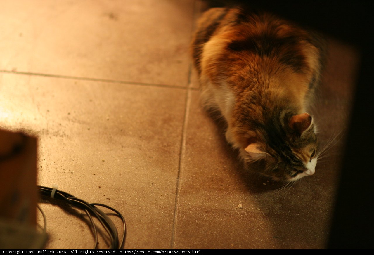 Floor-Sitting Feline