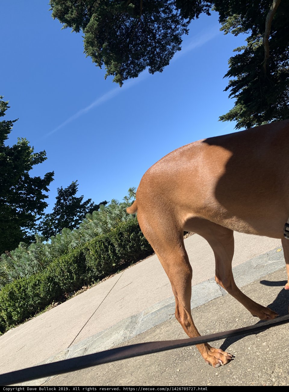 Man's Best Friend