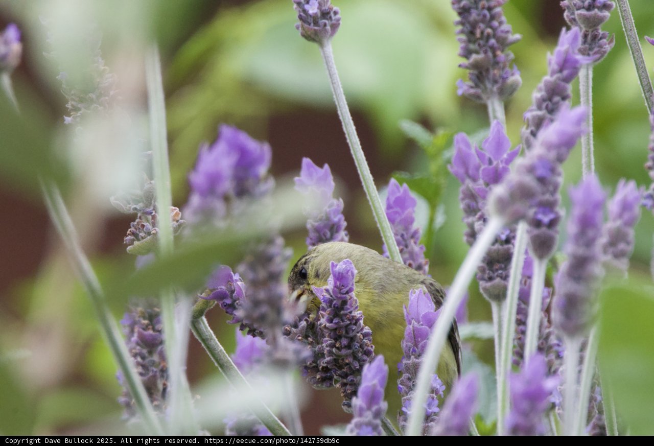 Lavender Haven