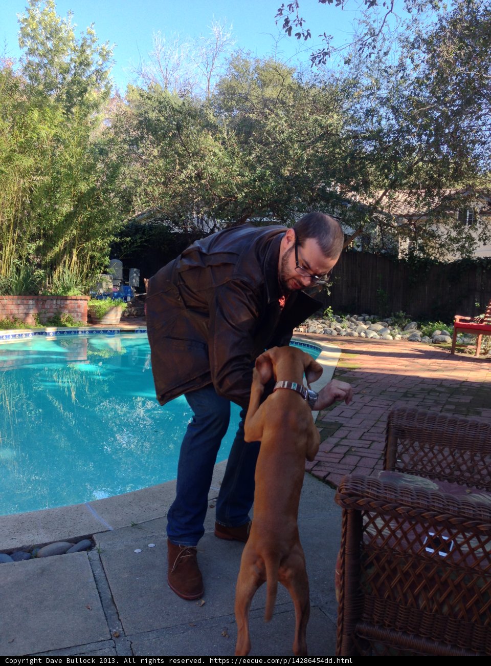 Man and Dog Enjoying Sunny Afternoon by the Pool