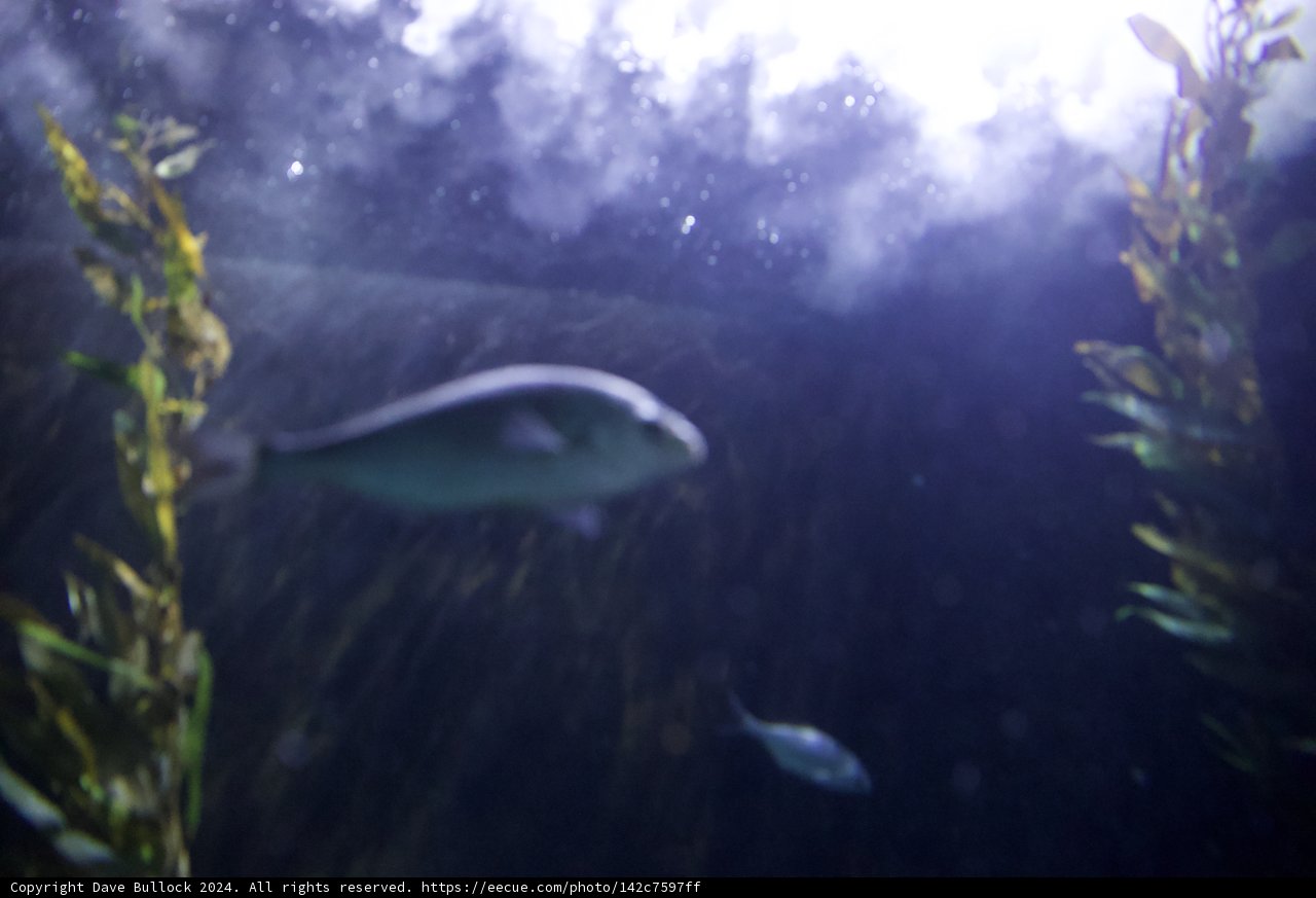 Underwater Beauty: Aquatic Ballet of Fishes