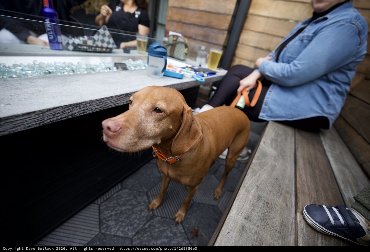 Vizsla Dog at Outdoor Bar in San Luis Obispo