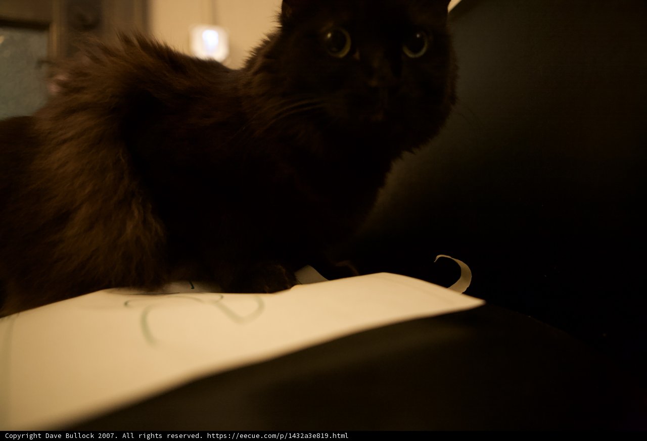 Midnight Watcher
