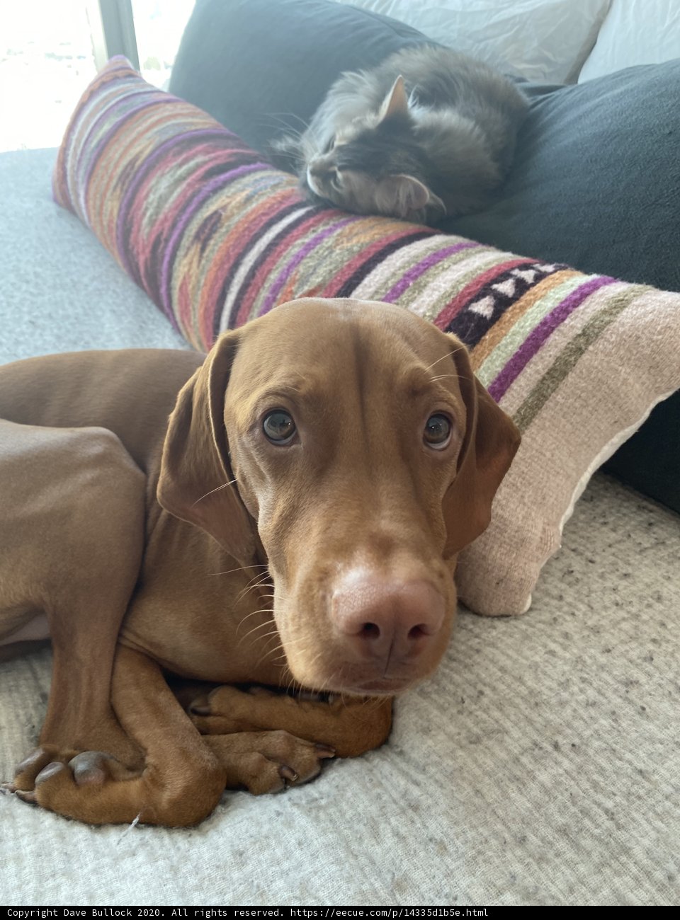 Companions on a Cozy Couch