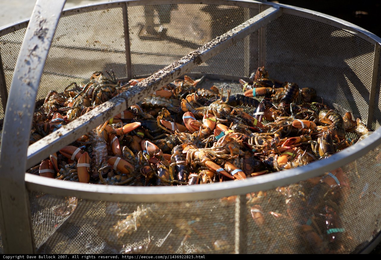 Crab Feast at the Lobster Festival