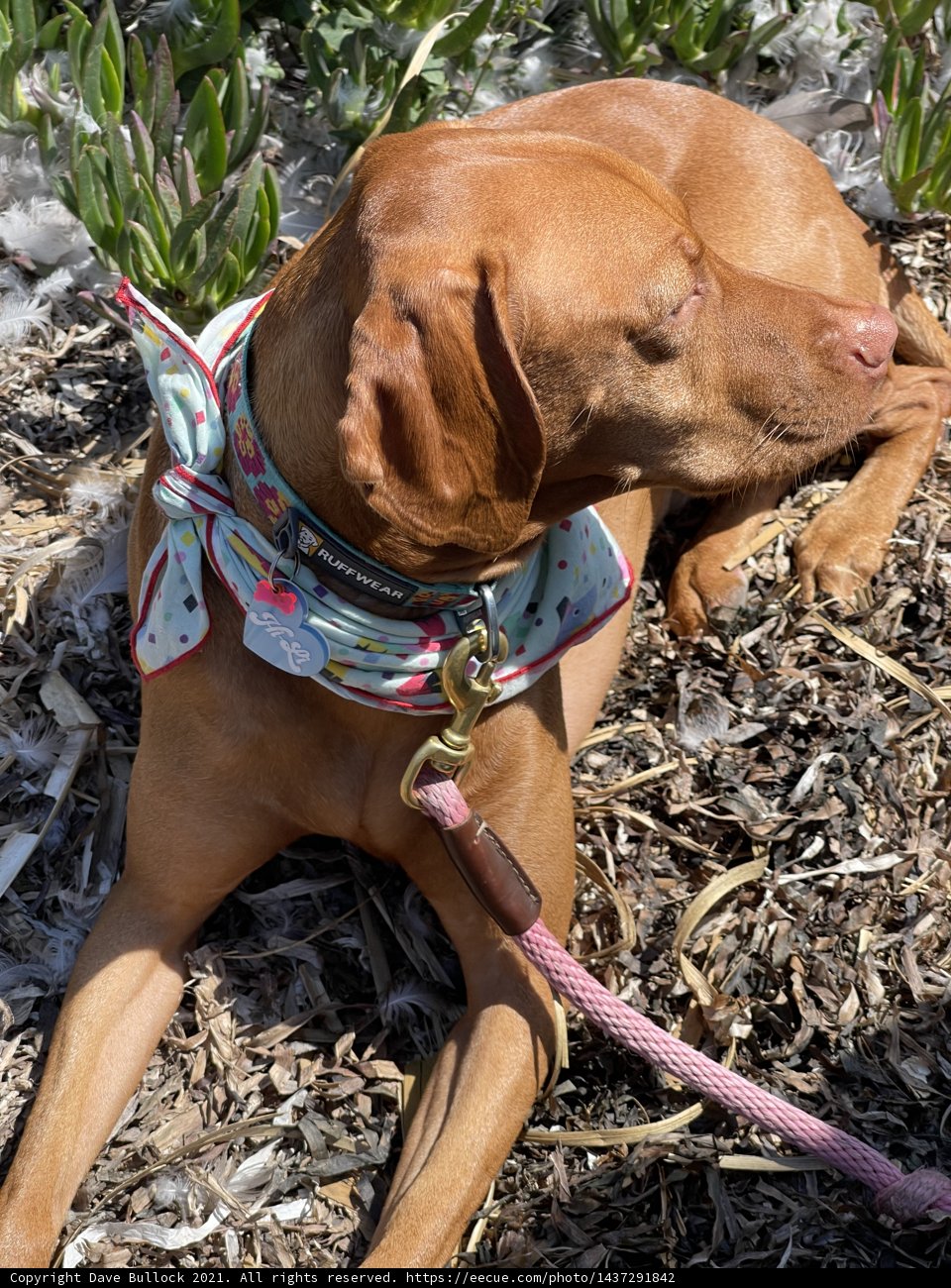 Bow Tie Beau