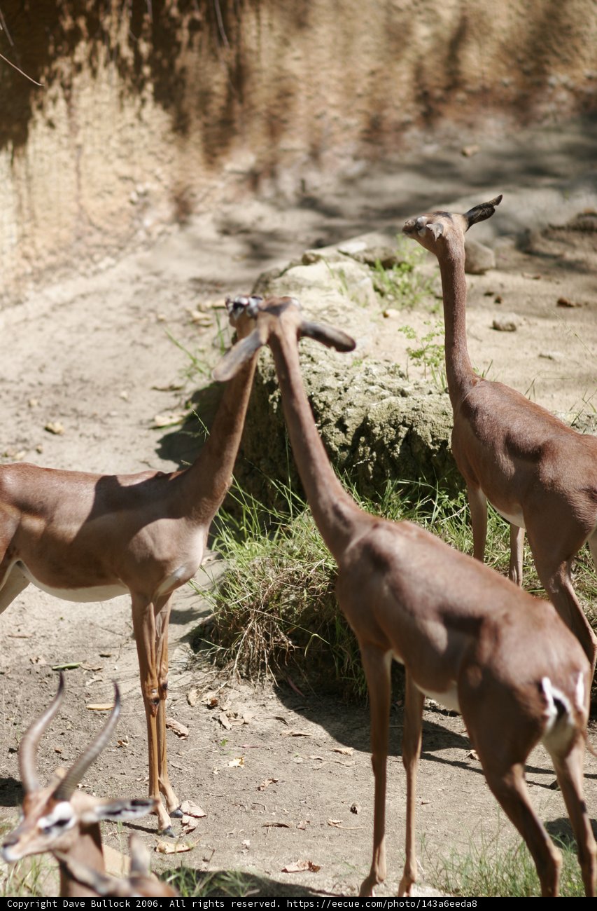 Majestic Creatures of the Wild