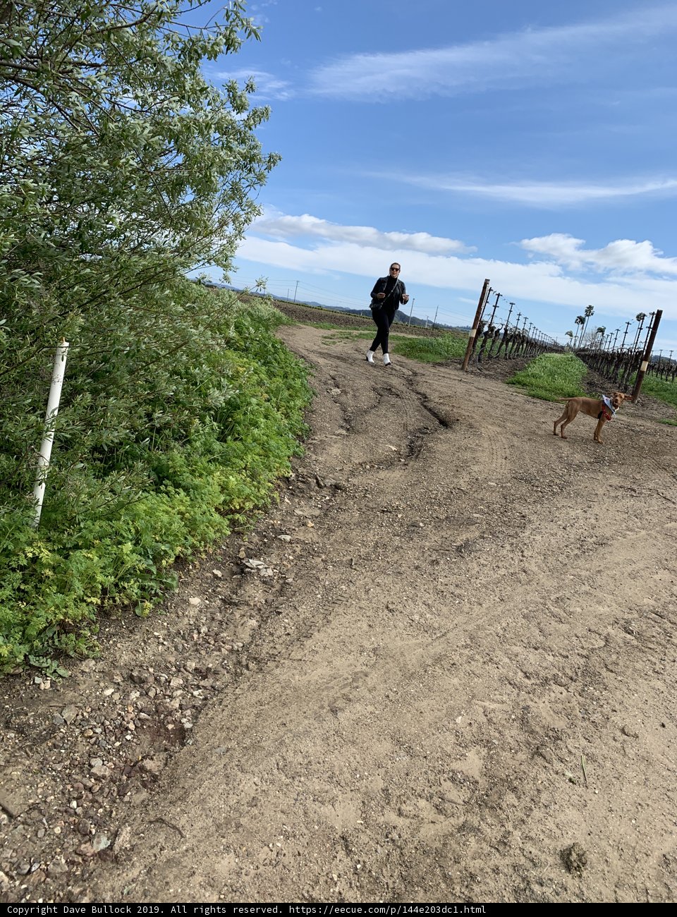 A Leisurely Stroll with Man's Best Friend