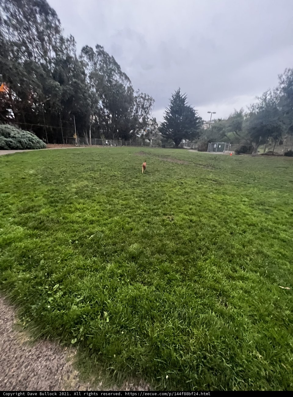 Playful Pup Enjoying a Cloudy Day in the Grass