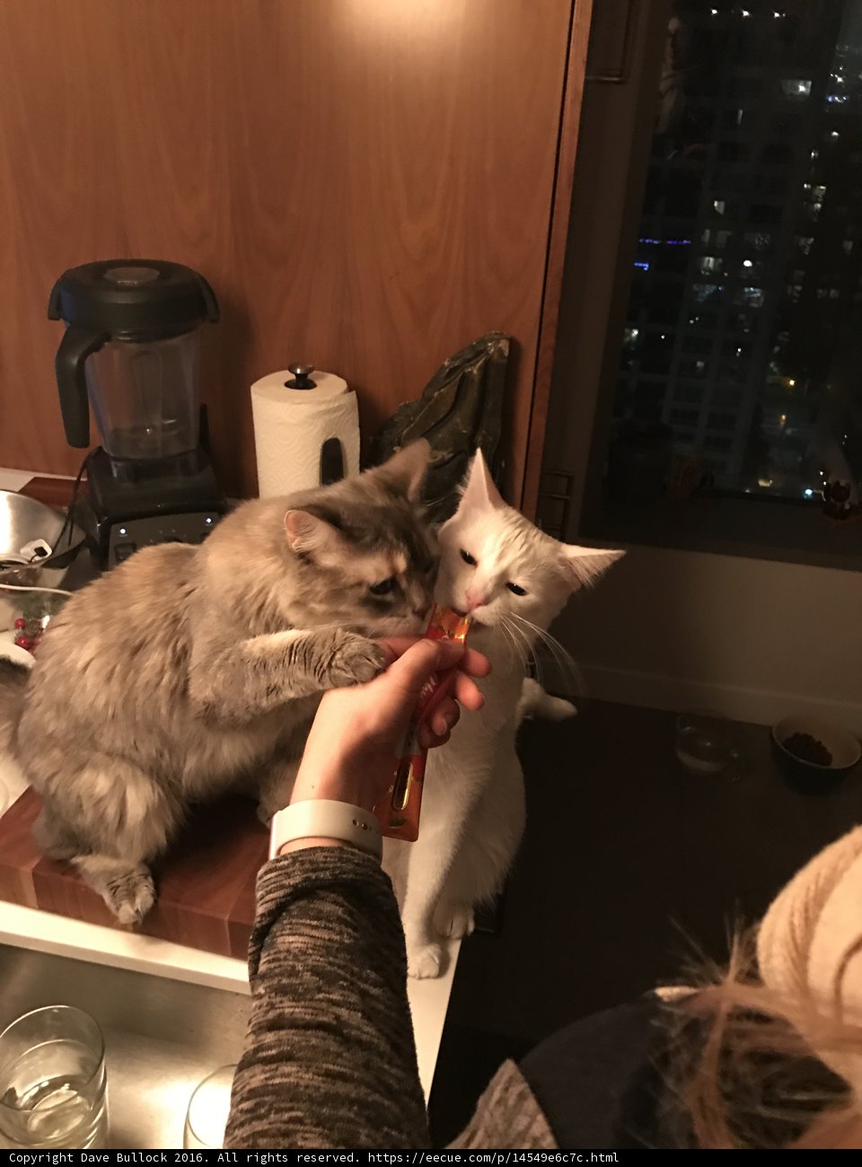 Feline Dental Care