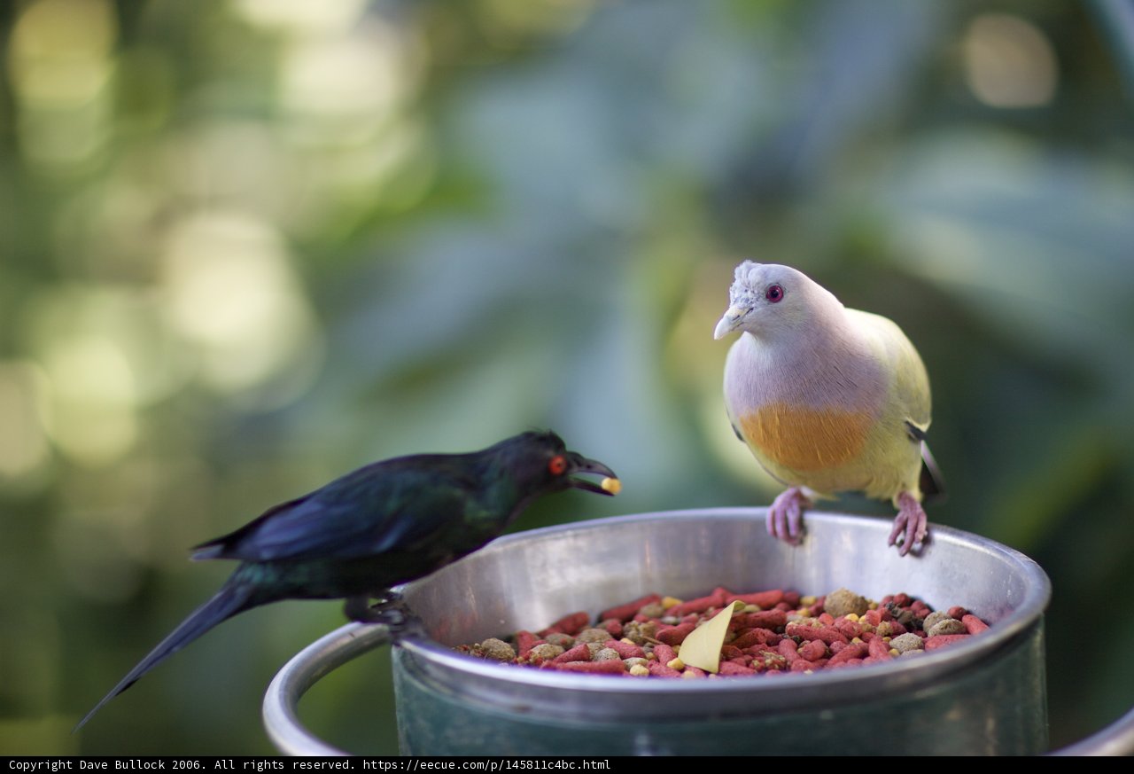 Feathers and Food