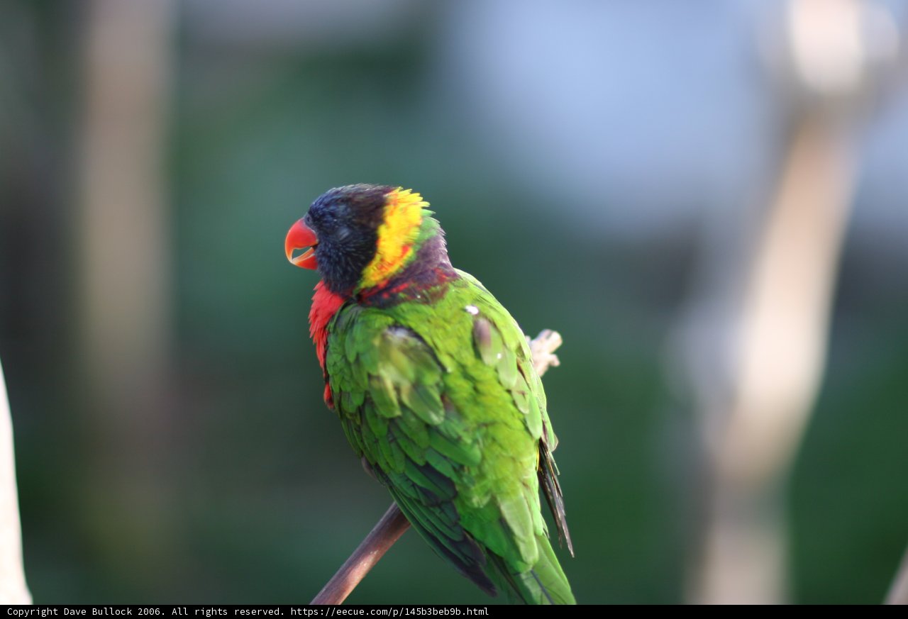 Vibrant Parakeet Perched on Branch