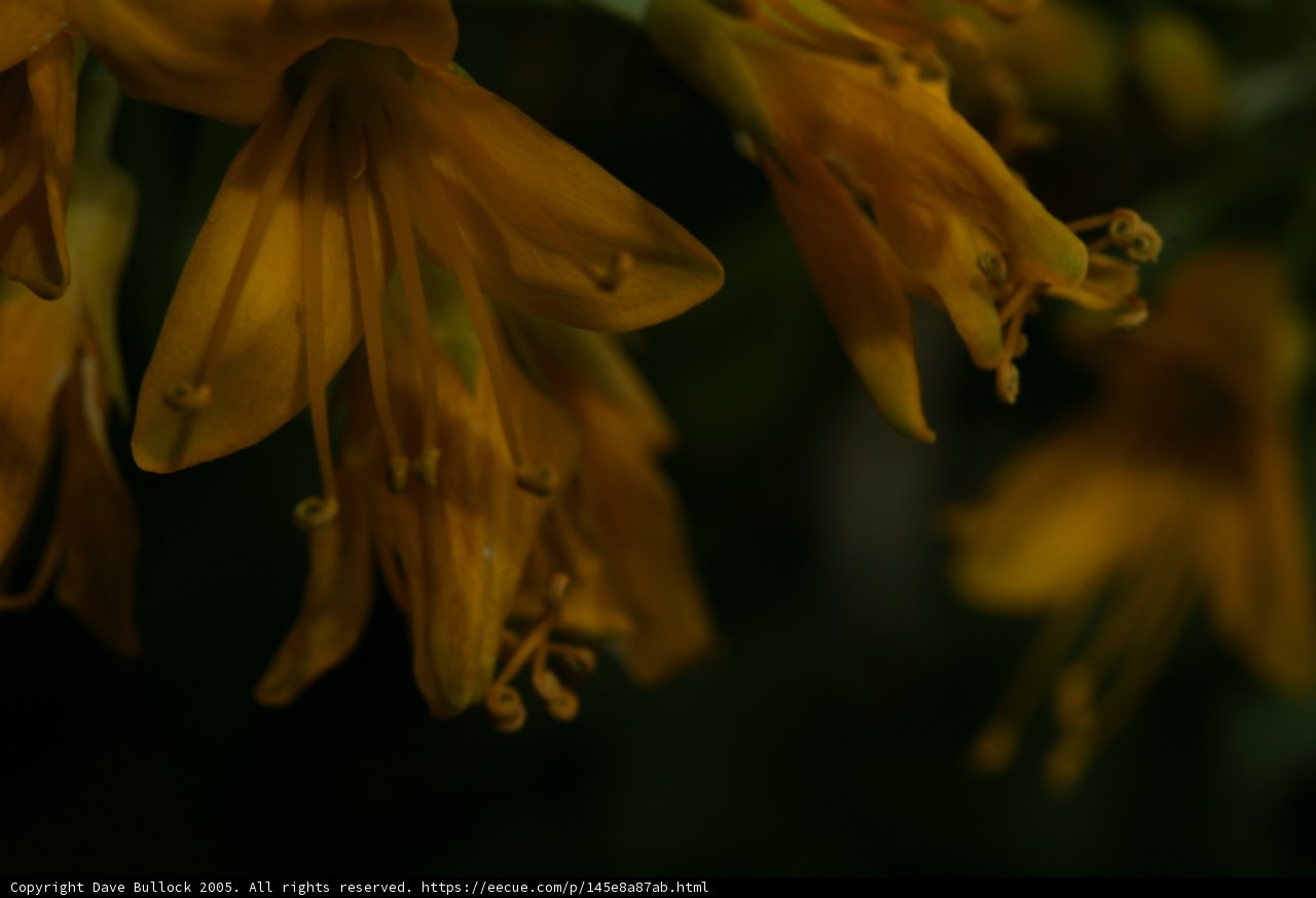 Sunny Blooms