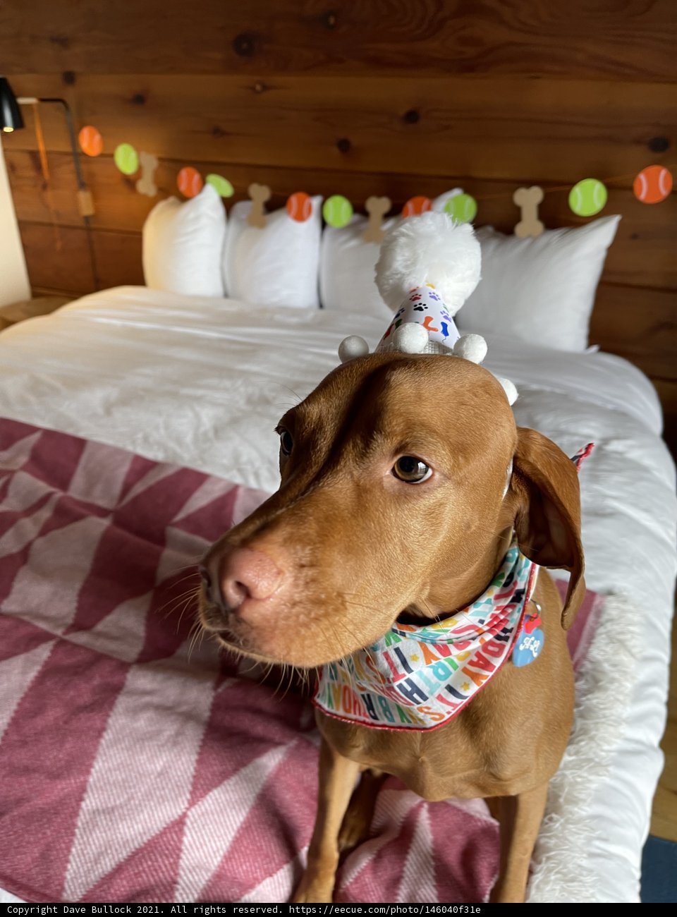 Birthday Pup on the Coziest Bed