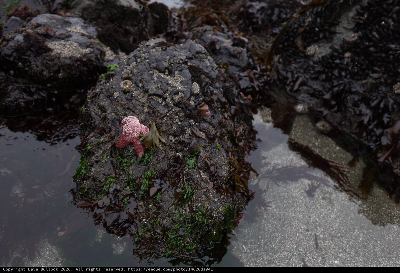 Pink Starfish Clings to Seaweed-Covered Tidal Rock