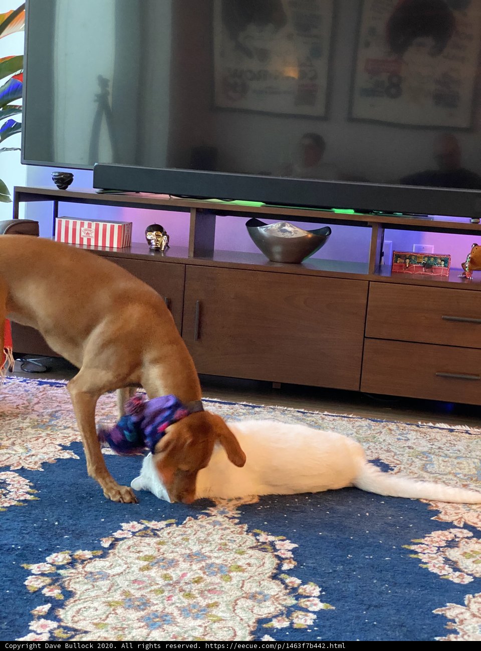 Furry Friends at Play