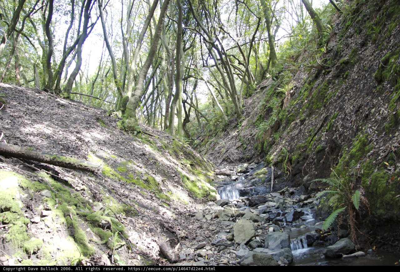Serene Stream in the Woodland
