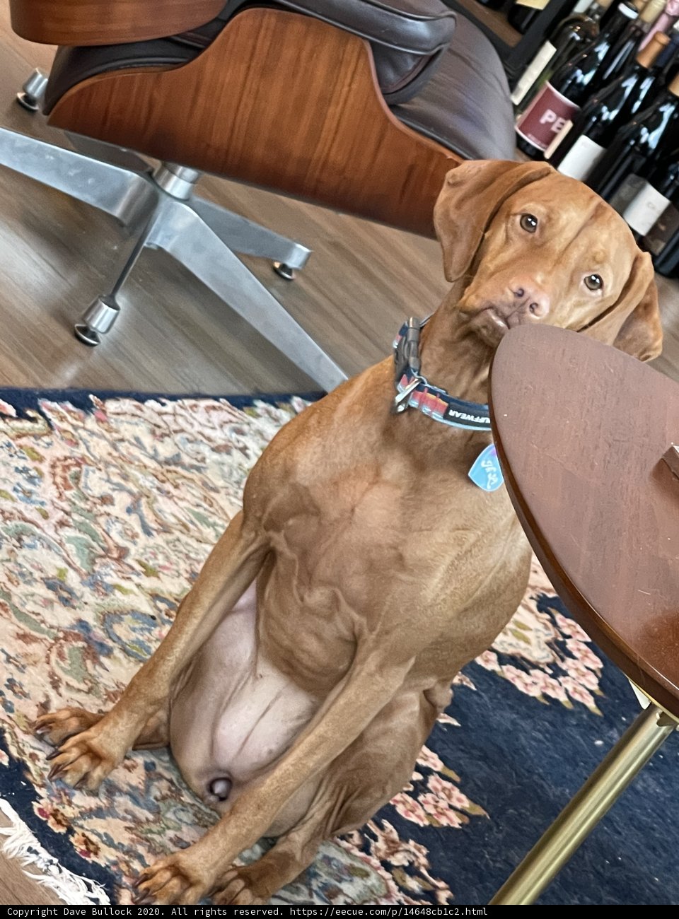 Wooden Decor for Canine Comfort