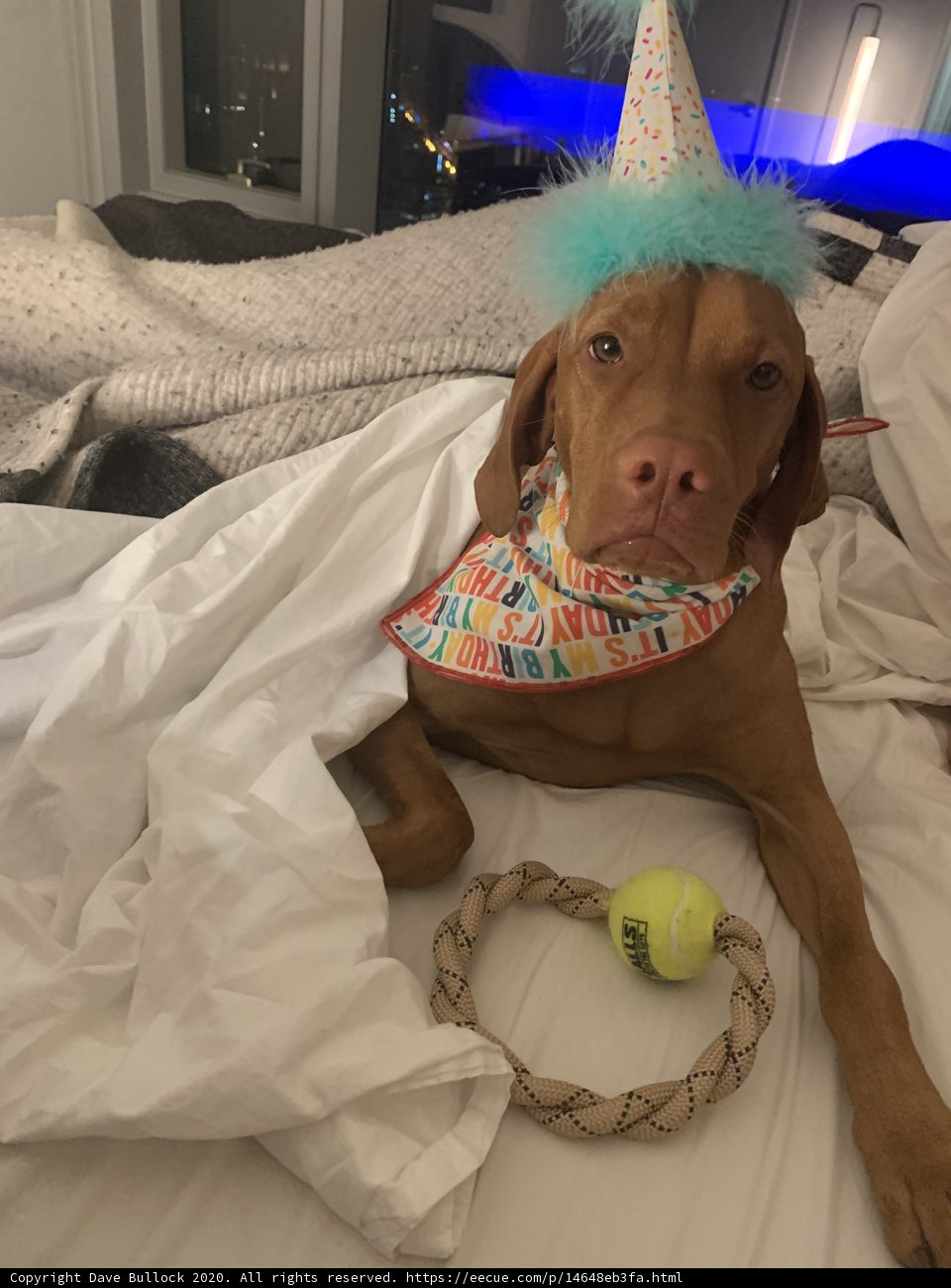 Birthday Pup with Tennis Ball