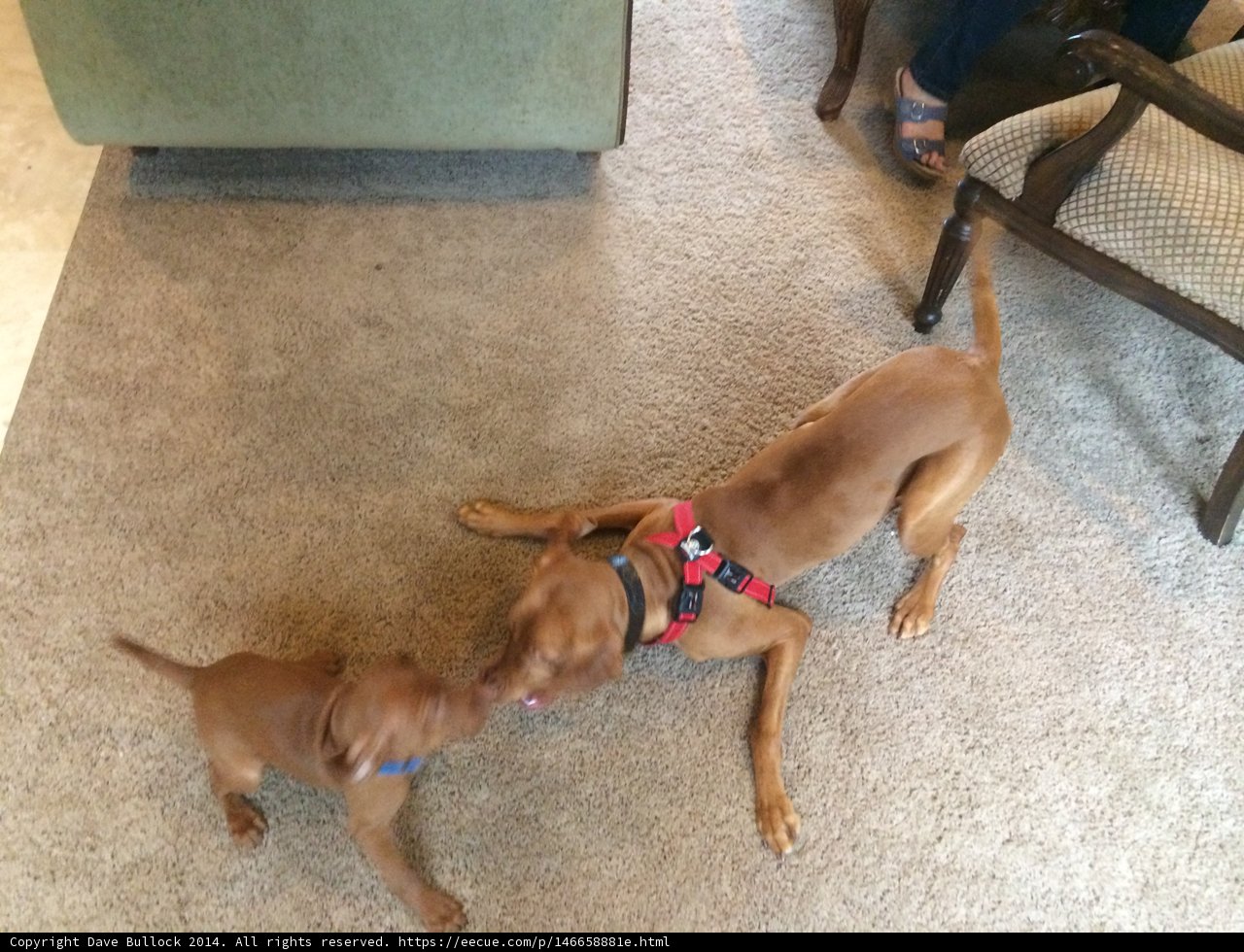 Puppy Playtime on the Floor