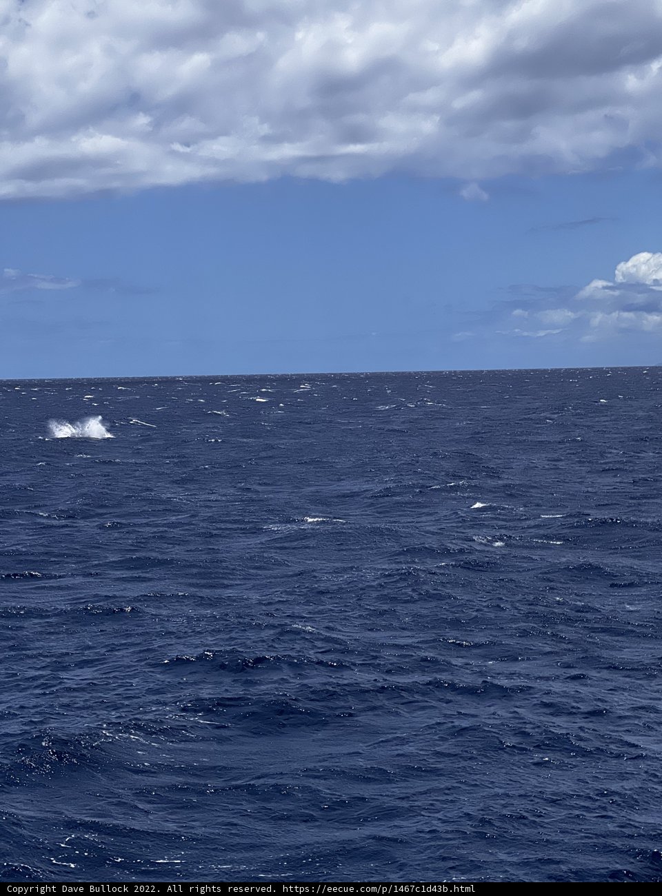 Majestic Whale in the Blue Pacific Sky