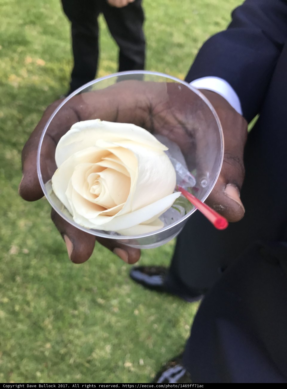 Rose in the Glass