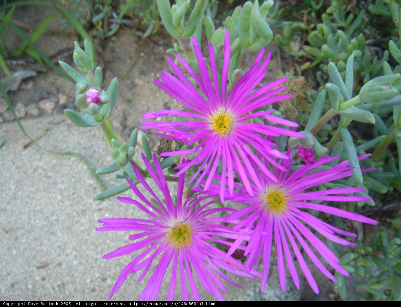 Purple Daisy Blooms in Sandy Terrain