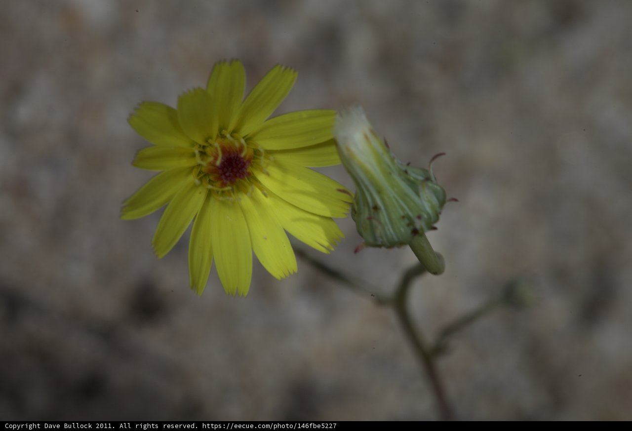 Blooming Daisy