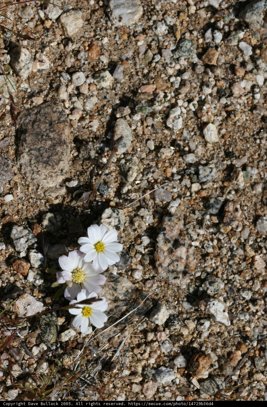 A Delicate White Anemone Among the Rocks