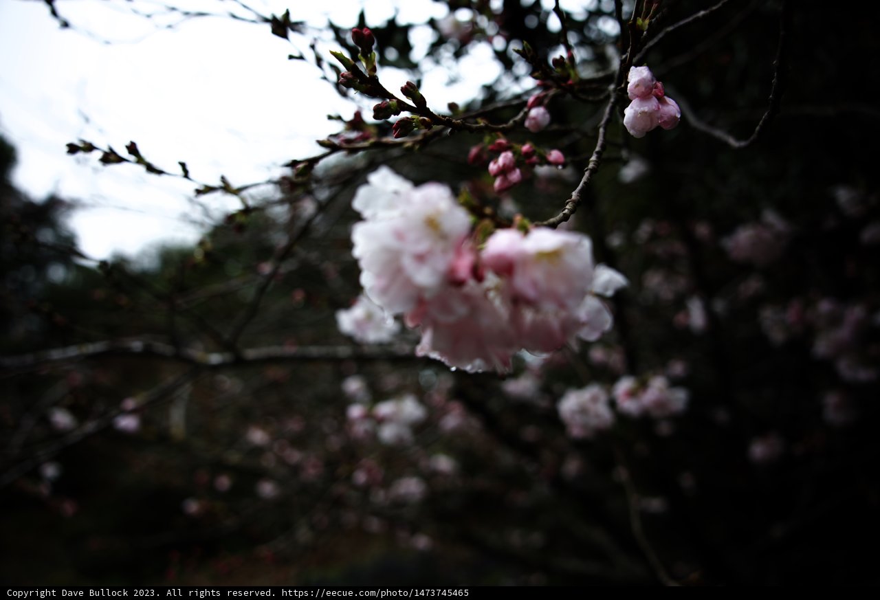 Blooming Cherry Blossoms at Japanese Tea Garden