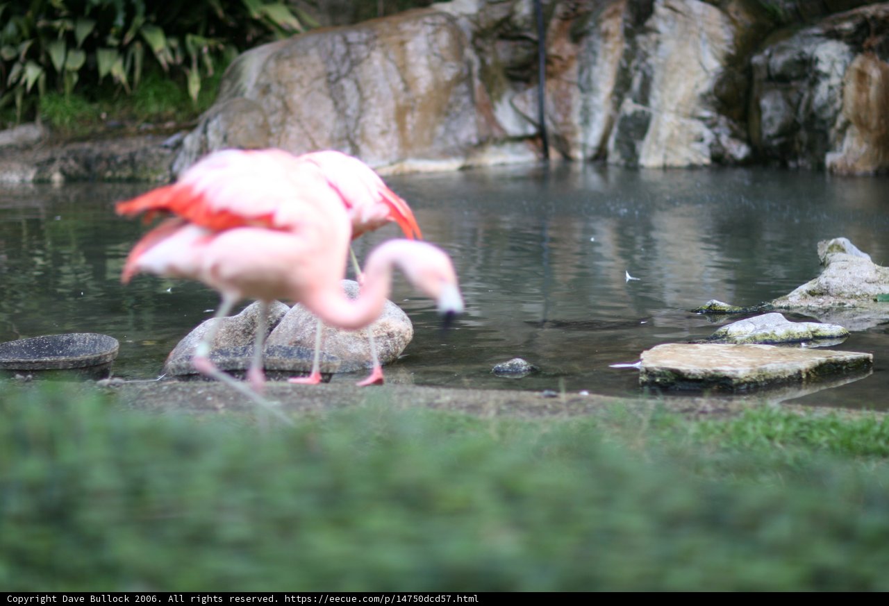 Flamingos on Land