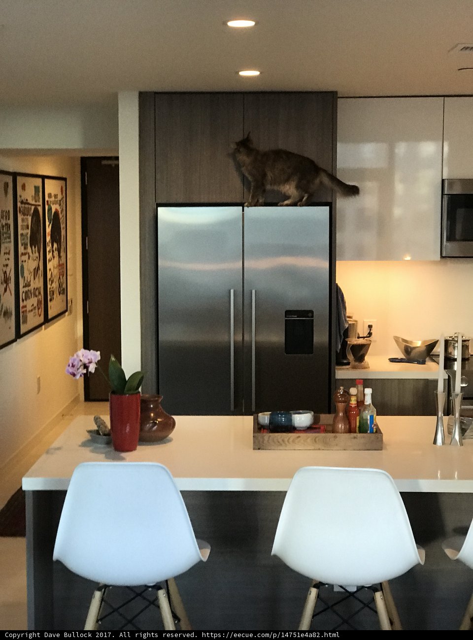 Feline Ruler of the Kitchen Island