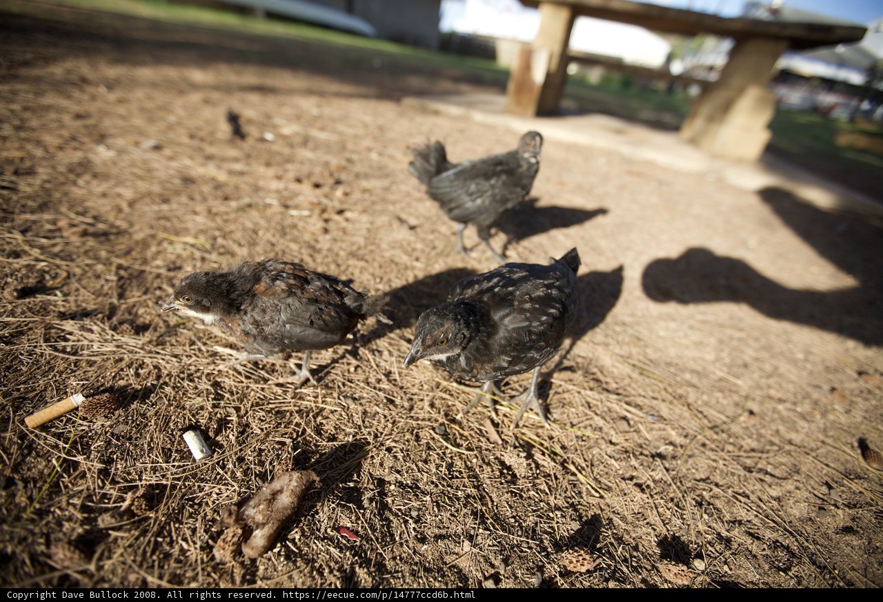 Three Little Chickens