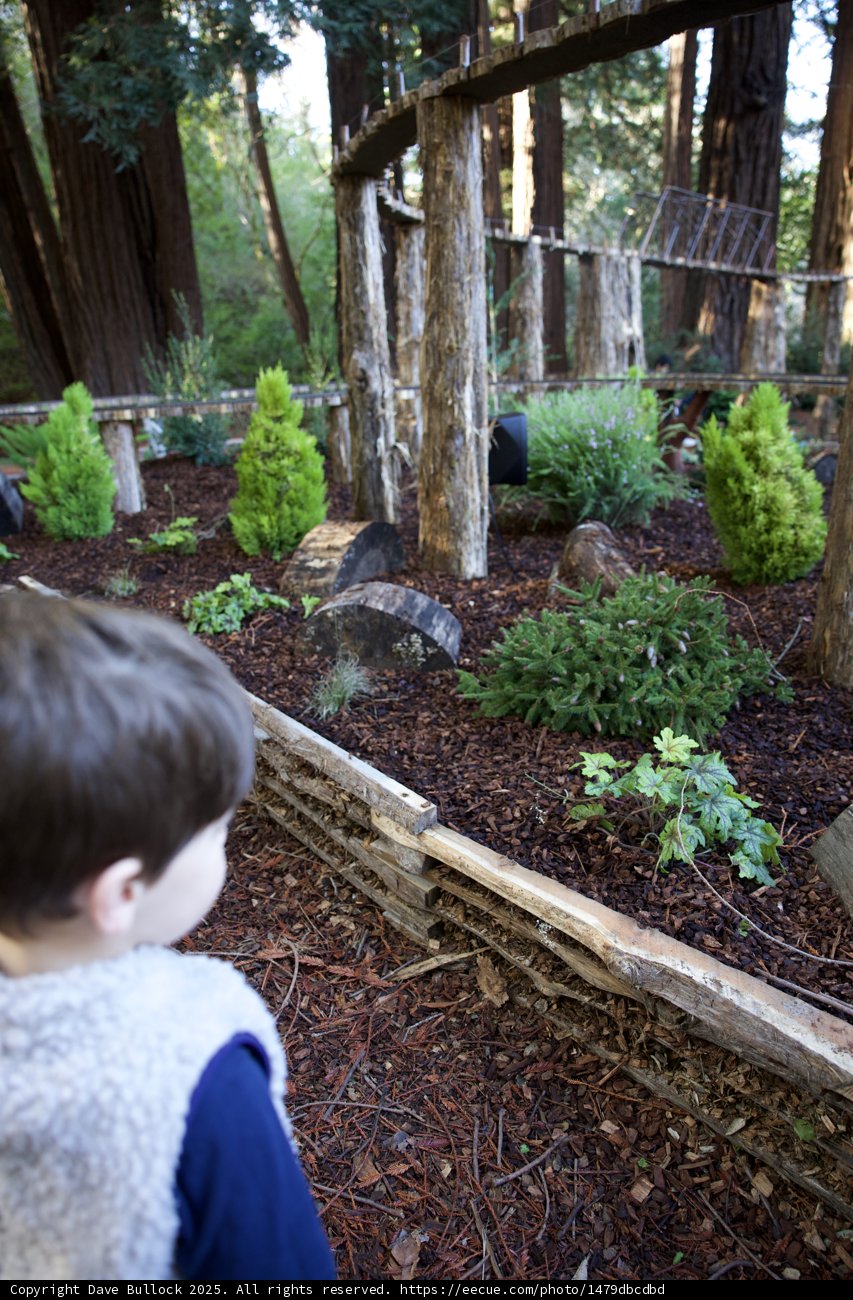 Exploring the Woodland Garden