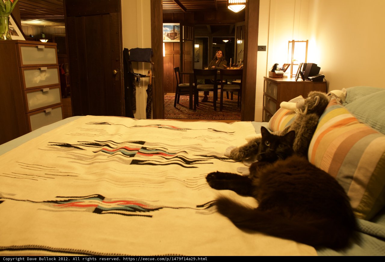 Cozy Cat Nap