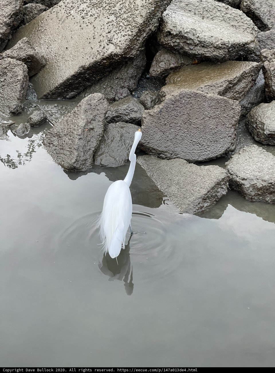 The Graceful Heron on Richardson Bay