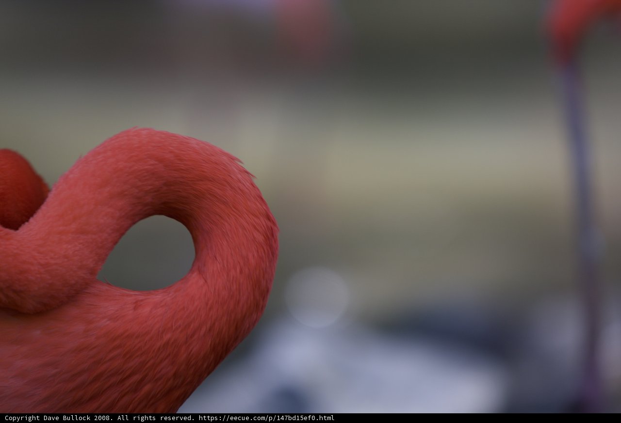 Majestic Flamingo