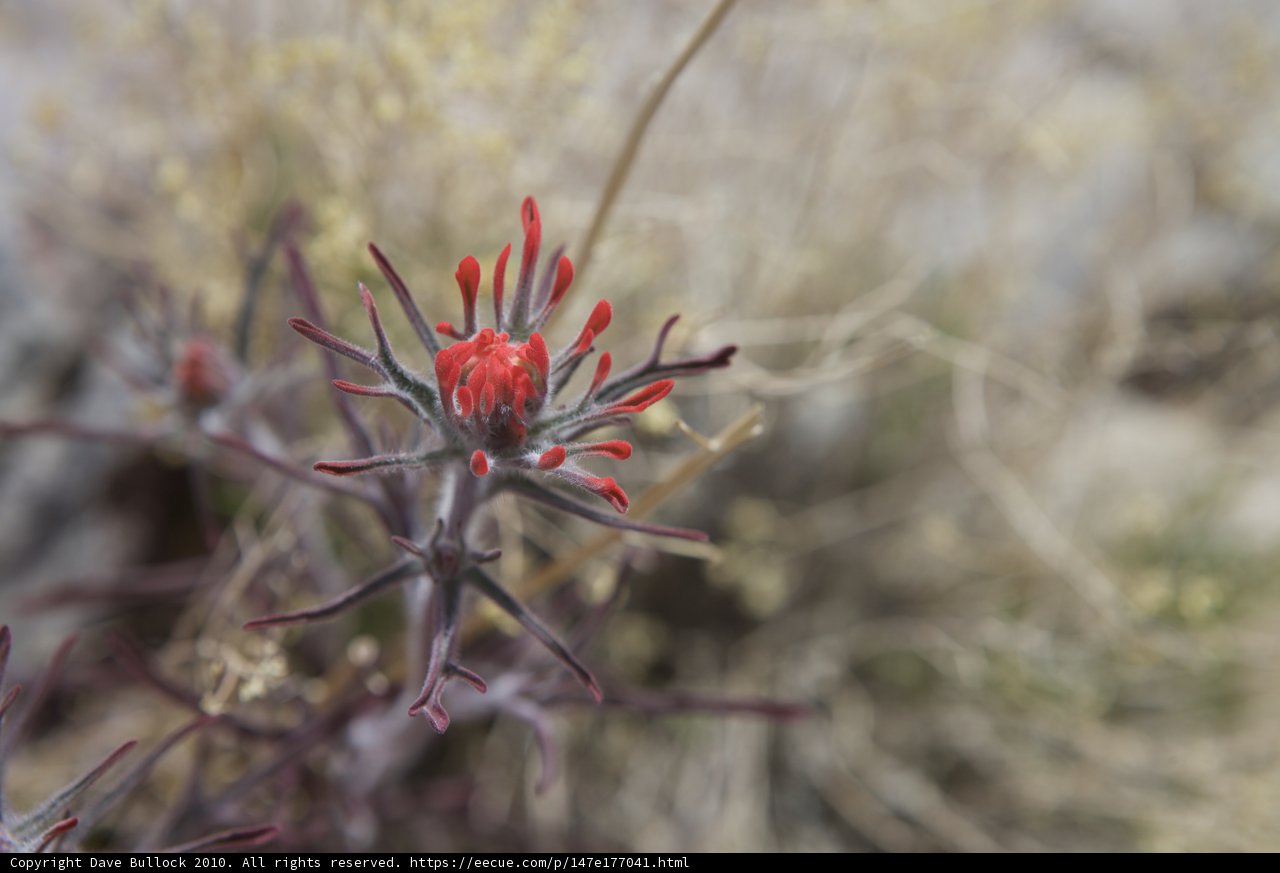 Red Geranium Flower in the Desert
