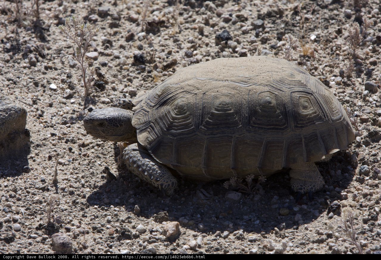 Desert Turtle Trek