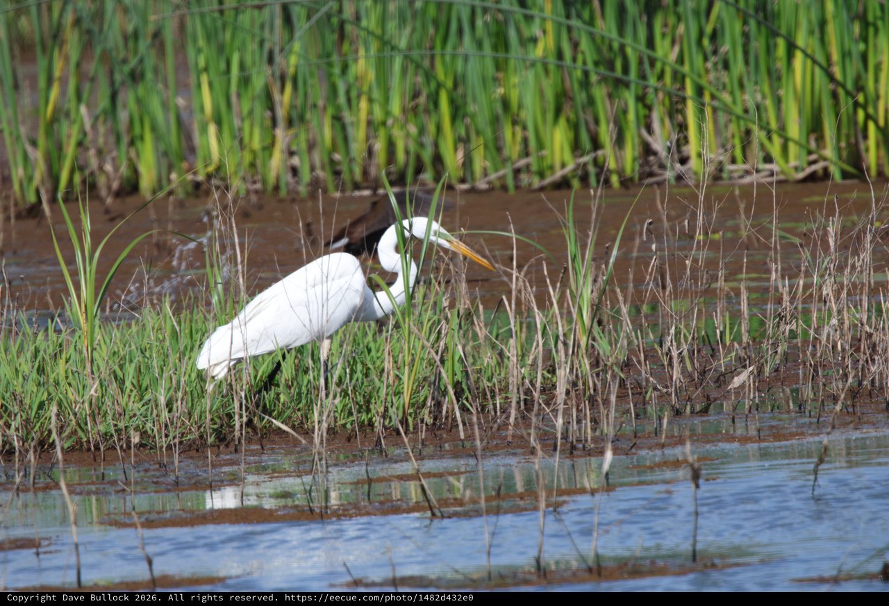 Great Egret Hunting in Wetland Marsh Waters