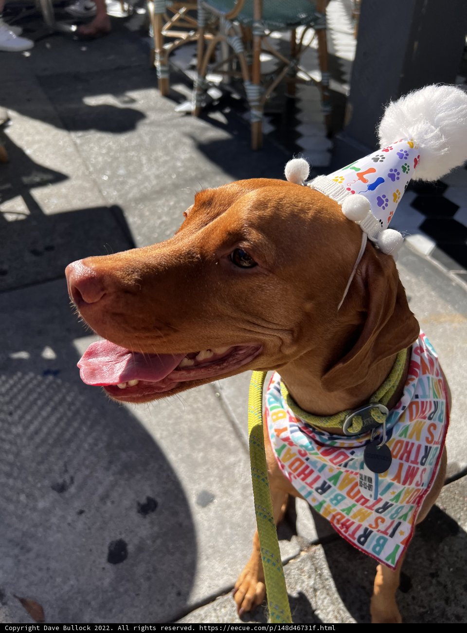Happy Birthday, Fido!
