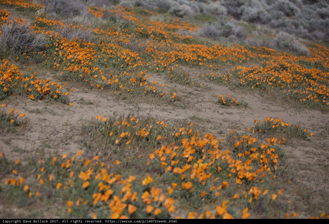 A Sea of California Poppies in Bloom