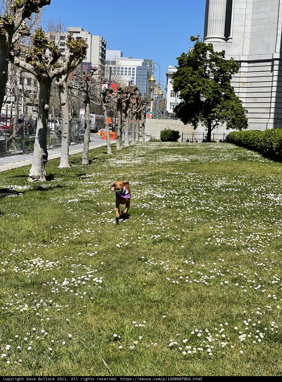A Playful Pup in a Sea of Flowers